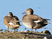 Canard chipeau