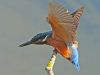 Martin-pêcheur d'Europe